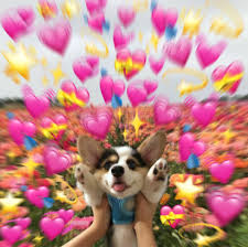 Alison Handley Animal Meme Heart @memes is spreading dog love like i've never seen. alison handley blogger