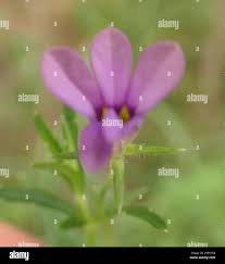 Image result for Monopsis stellarioides