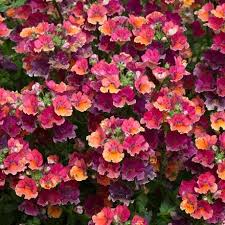 Image result for Nemesia lilacina