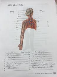 Label and learn you can use this to either test yourself or to learn anatomy. Solved Labeling Activity 1 Veins Arteries As 14 18 As Chegg Com