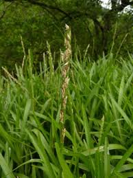 Image result for Stenotaphrum dimidiatum