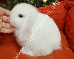Turkiyede Tek Mini Lop Tavsani Mini Lop Hayvan