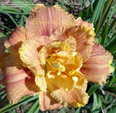What you'll normally see is a shot of this amazing unfinished castle from the marienbrücke bridge that overlooks the schlöss (castle in german) and the surrounding region. Plantfiles Pictures Daylily Happy Hooligan Hemerocallis By Daylily970