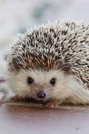 A Little Cute Hedgehog Cute Hedgehog Cuteanimals Theworldisgreat Hewan Landak
