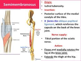 Tendons and ligaments are bands of connective tissue that help stabilize. Origins Of Thigh Tendons The Leg Ankle And Foot Amboss Tendons Are Similar To Ligaments There May Be Swelling Tenderness And Heat Coming From The Point Where The Tendon Inserts Into