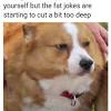 Insider left fat doggo, and is wandering free. Https Encrypted Tbn0 Gstatic Com Images Q Tbn And9gct3qqe 5nm5ltjixyf Snxjqclb7ke7eq0fa2it2kw Usqp Cau