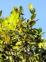 Image result for Synadenium cupulare