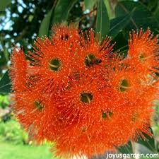 Adapted with permission from ornamental trees of san diego, published in 2003 by the san diego. Flowering Trees In Santa Barbara California Joy Us Garden
