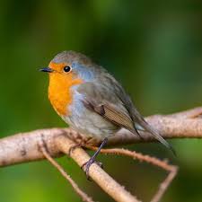 Robin Redbreast Bird By Gordon England Robin Redbreast Bird Robin Bird Tattoos
