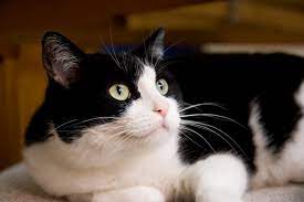 New arrivals · best sellers · live chat · contemporary art 100 Best Tuxedo Cat Names For Black And White Cats By Kidadl