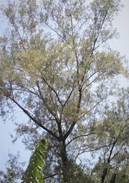 Image result for Aeschynomene mossambicensis