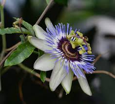 Image result for Passiflora caerulea