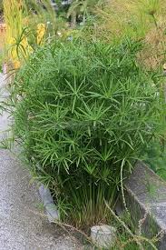 Image result for Cyperus amauropus