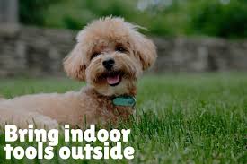 This will accomplish some important things: Can A Dog Be Trained To Go Potty Both Outdoors And Indoors