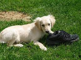 Ask A Vet Why Does My Dog Chew My Shoes