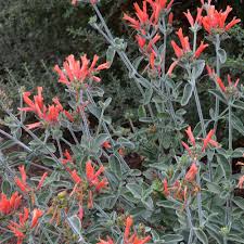 Image result for Dicliptera