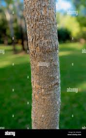 Image result for Eucalyptus cloeziana