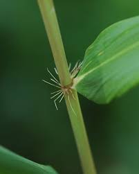 Image result for Loudetia arundinacea