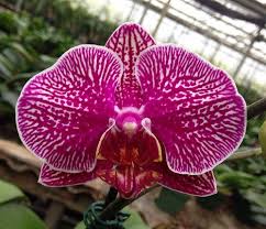 Phalaenopsis Leopard Prince Sun Prince X Ho S French Fantasia Z 20664 Phalaenopsis Orchids By Hausermann Orchids