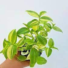 tradescantia fluminensis variegata golden hill plants house plants herbs