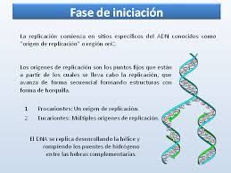 Esta hace alusión a la manera en que el adn logra quedar contenido en un espacio bastante reducido, con la finalidad de producir los cromosomas. Reproduccion Celular Monografias Com