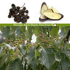 Lower branches can be removed or trimmed to display the lovely bark. Fruit Trees Raisin Tree Fruit
