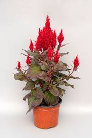 Image result for Celosia richardsiae