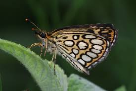 Image result for Heteropterus morpheus