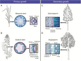 The Cell Biology Of Secondary Cell Wall Biosynthesis Botany One What Is It That Makes A Plant Get Up And Stay Up A New Review Looks At The Creati Biologi