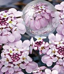 Iberis Pink Ice 1a Stauden Online Kaufen Baldur Garten Blumen Fur Garten Winterharte Pflanzen Garten Pflanzen