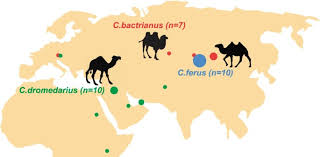 Prime video direct video distribution made easy. Mitogenome Sequencing In The Genus Camelus Reveals Evidence For Purifying Selection And Long Term Divergence Between Wild And Domestic Bactrian Camels Scientific Reports