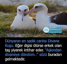 Sevgi Solak Adli Kullanicinin Anlayana Panosundaki Pin Hayvanlar Kusu