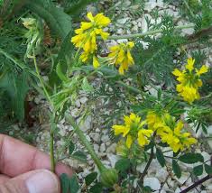 Image result for Trigonella