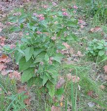 Image result for Pluchea