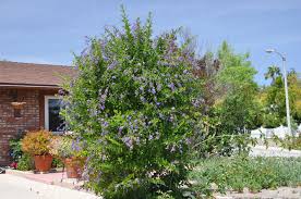 Image result for Duranta erecta