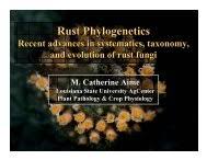 Image result for Sphenostylis briartii