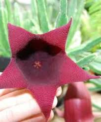 Image result for Orbea carnosa