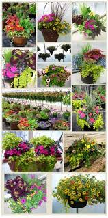 She was formerly a sideline reporter for nba games on tnt sports and also works for nba tv as a reporter and analyst, having worked previously as a sportscaster for abc sports, tbs sports, and espn. 71 Container Flower Ideas Container Gardening Container Plants Container Flowers