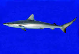 Image result for Triraphis schinzii