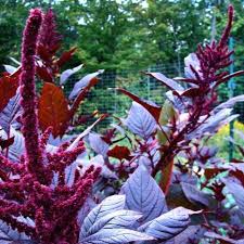 Image result for Amaranthus dinteri