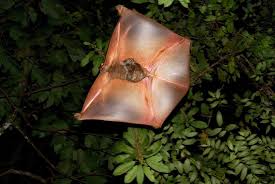 Absurd Creature Of The Week The Adorably Creepy Gliding Mammal That S Basically Just A Big Flap Of Skin Flying Lemur Creatures Animals