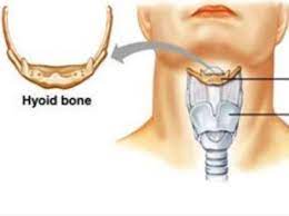 The Hyoid Bone Is A Horseshoe Shaped Bone Situated In The Anterior Midline Of The Neck Between The Chin And The Th Yoga Sites Chaturanga Dandasana Trivia Today