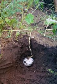 Image result for Cucumis humifructus