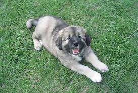 An average price for the caucasian shepherd puppy can be from $1000 to $3000 and depends on its. Caucasian Shepherd Dog Temperament Bold Ferocious Beware