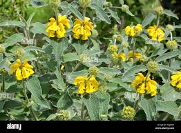 Image result for Lamiaceae