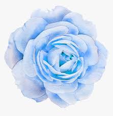 Download 52 navy blue flowers free vectors. Flower Flowers Nature Blue Rose Transparent Png Aesthetic Rose Png Download Kindpng