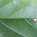 Image result for Panda oleosa