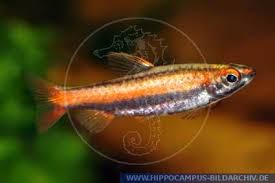Splendidi pesci matita, non per niente chiamati 'rosso corallo', nonostante le ridotte dimensioni hanno bisogno di acquari grandi, perché i maschi. Nannostomus Mortenthaleri Alias Ziersalmler Bleistiftfisch Hippocampus Bildarchiv