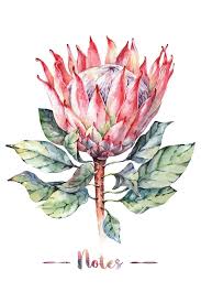 Notes Watercolor Protea Flower Design Composition Book Notebook 100 Pages Medium College Ruled 6 X 9 In 15 2 X 2 In 2020 Protea Art Protea Flower Flower Painting