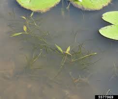 Image result for Potamogeton octandrus